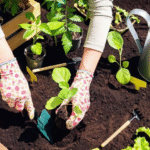 How to Grow Plants at Home: Easy Gardening Tips for Beginners