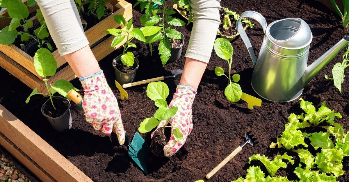 How to Grow Plants at Home: Easy Gardening Tips for Beginners