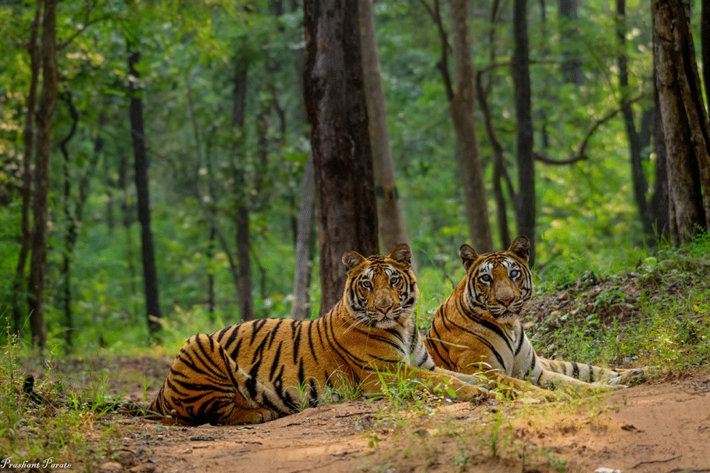 Pachmarhi Trip
